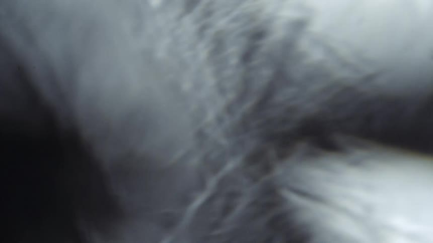 Translucent particle float in a rippling moving foggy environment