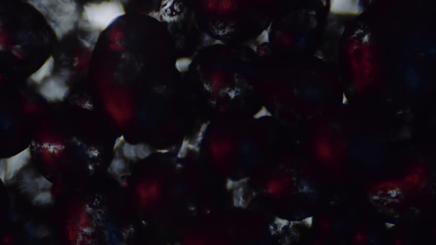 Dark red spheres are in a clear moving substance with soft glowing orbs in the distance