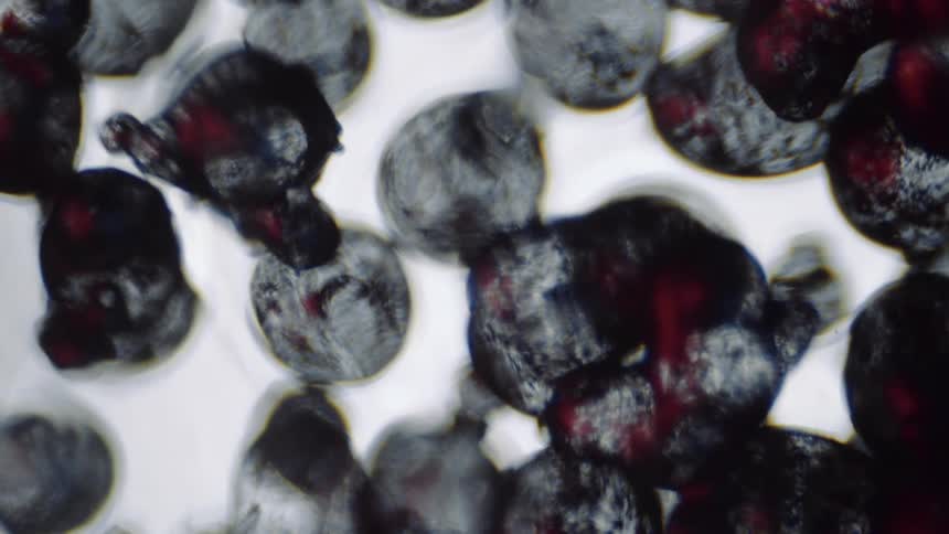 Red dabbed speckled globs float in clusters