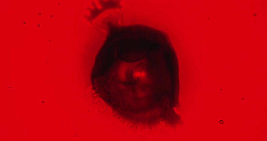 A black sphere bursts and spreads into a red liquid