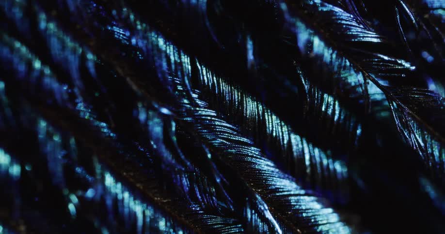 A close up of blue feathers