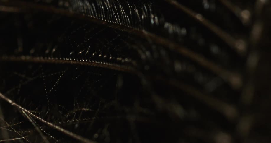 Light brightens then darkens on spider web strung between palm fronds