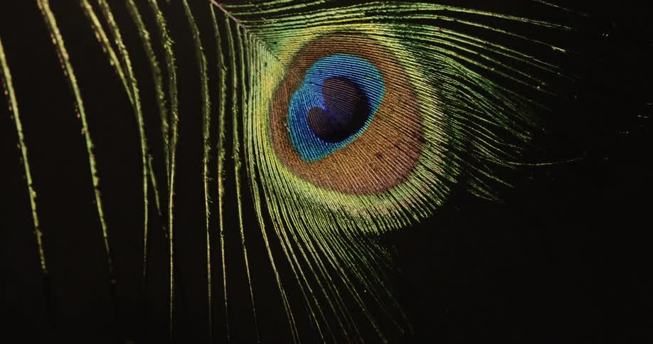 The animal feather blows in the wind