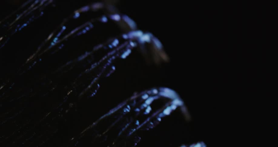 Iridescent feather glows as light shines across it in dark area