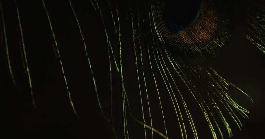 Light shines on a peacock feather as it moves in the darkness