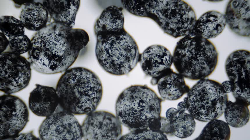 A group of round cells are close up