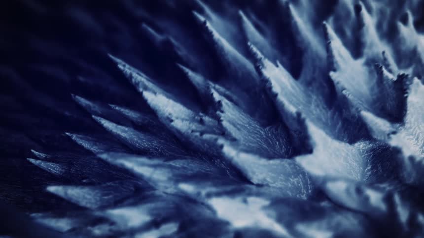 What looks like it may be a pine tree with snow all over it shows needles that go backwards and then forwards