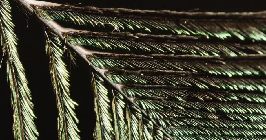 Light shines across a branch of pine needles