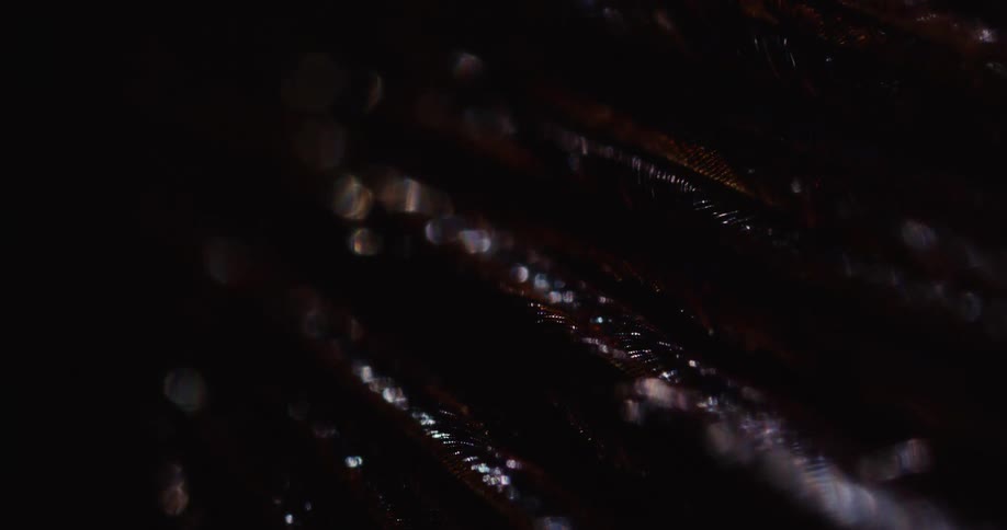 A view of light flashing on wood in a forest