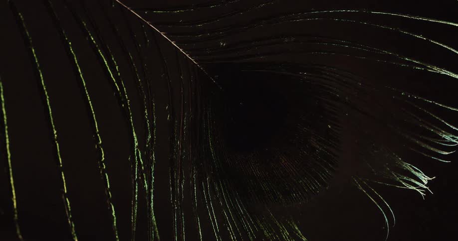 The light flashes and reflects on the feather