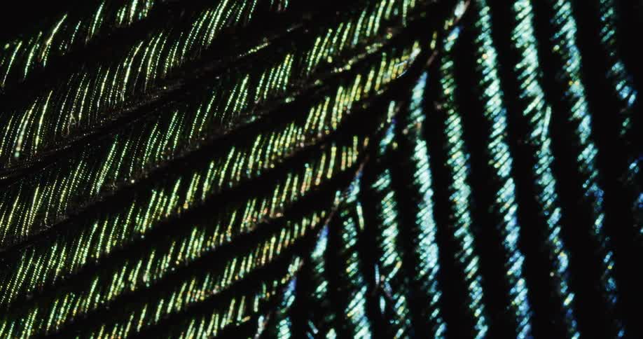 Greenblueand gold strands against a black background