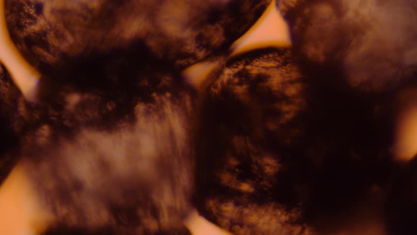 Translucent textured orbs are moving and breathing in an orange environment