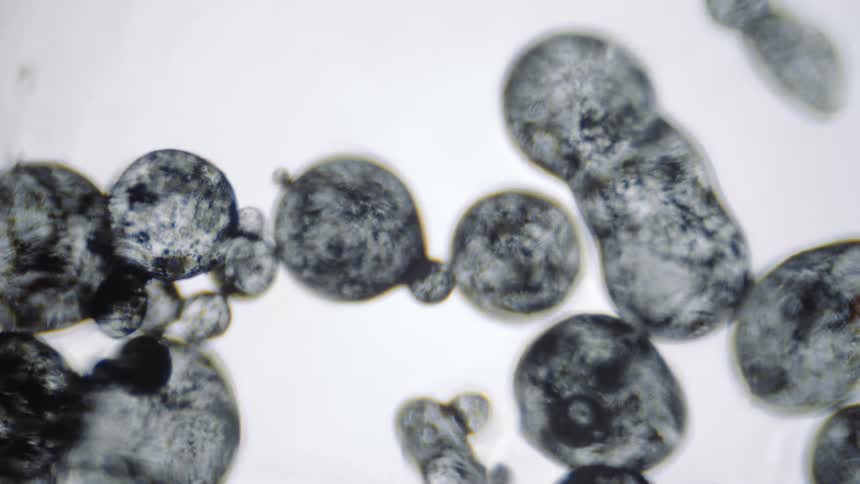 Speckled globs floating in water cluster together