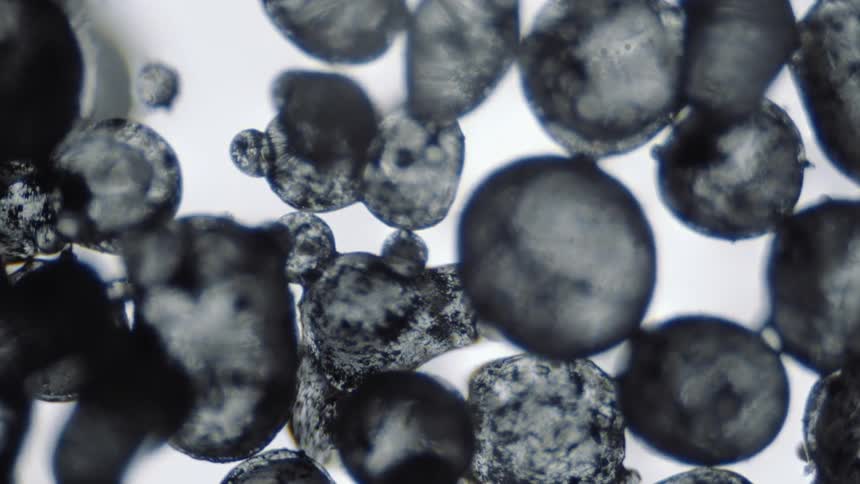 A view of cells up close