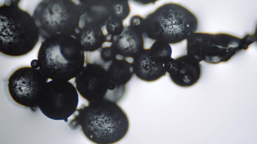 Spores appear as black spheres under a microscope
