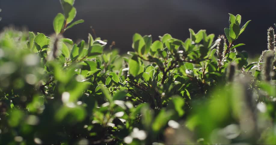 The sun shines brightly upon green willow leaves as an insect flies over them during the polar summer
