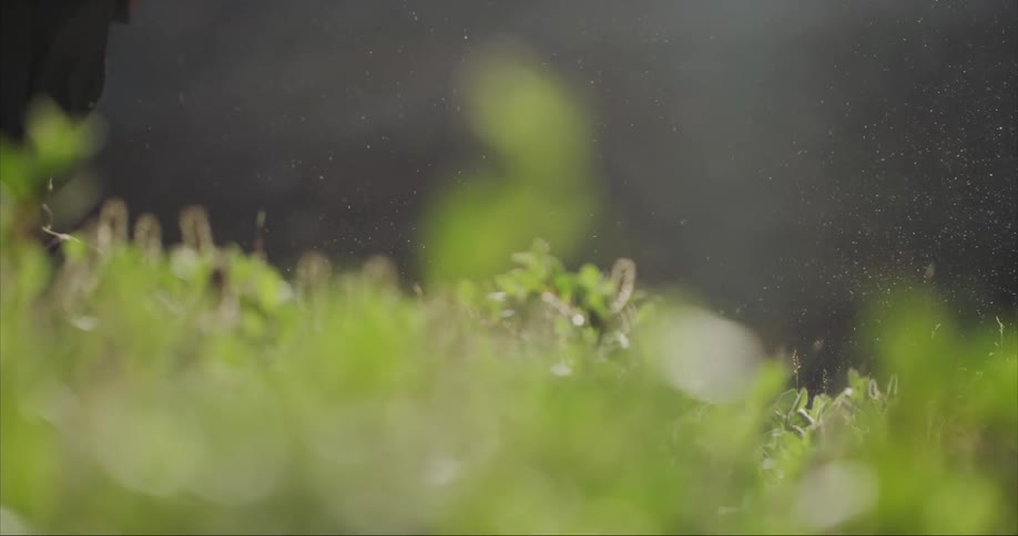 Mediums shot of a hiker passing through willow leaves kicking up arctic pollen