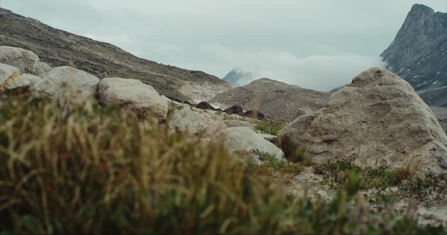 Tall arctic grasses wave in the breeze with boulders and a mountains on the horizon
