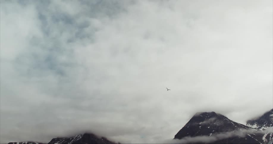 An Arctic seagull is flying near mountains laced with snow under a cloudy sky