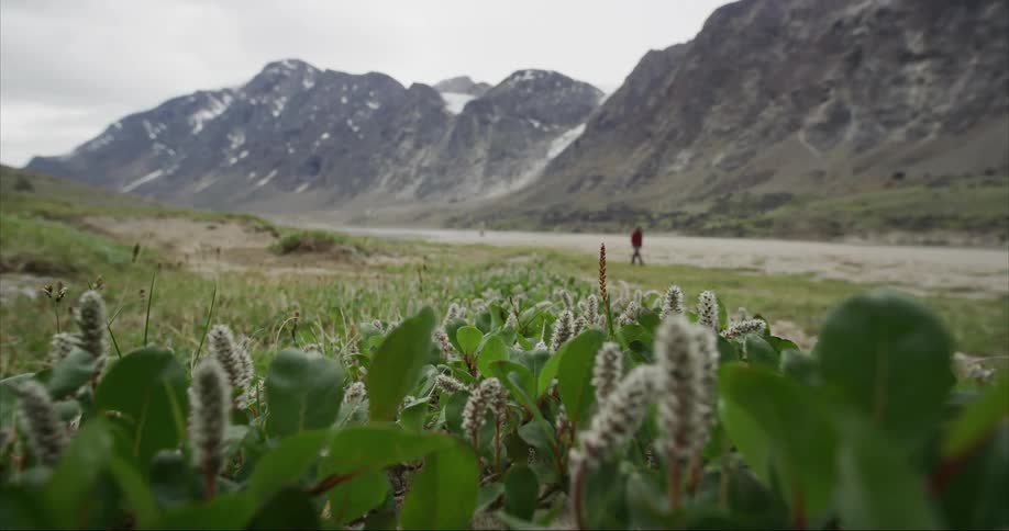 Arctic willow leaves and flora stems sway in the breeze with trekkers, glaciers and mountains in the background