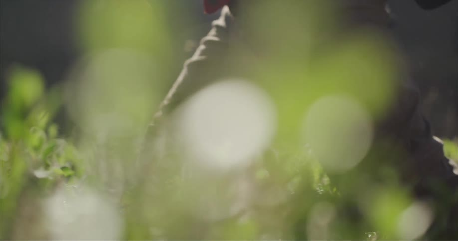 Person walks through knee high field of arctic willow plants kicking up plumes of willow dust