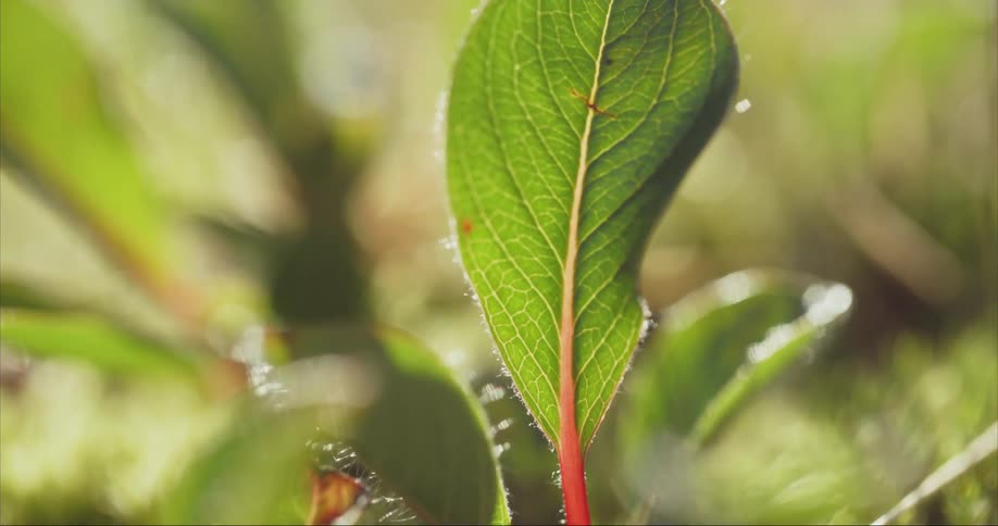 Slow tilt up revealing the stems and structure of an arctic willow leave