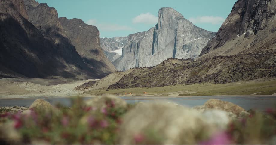 Purple flowers are growing in rocks with Mount Thor in the background