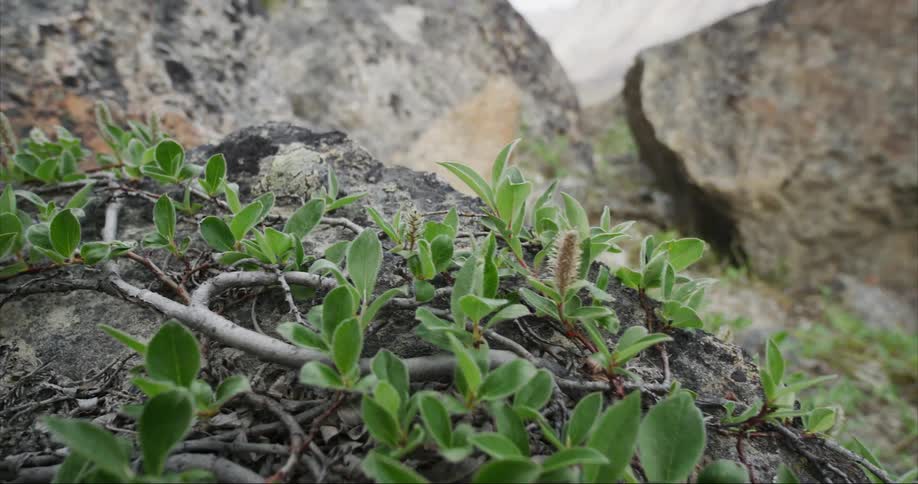 An arctic willow plant growing across a rock in a mountain range