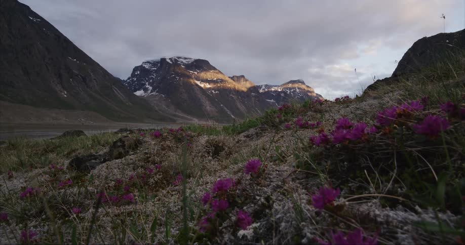 Wild flowers growing from the tundra near a towering granite peaks under the midnight sun in the Arctic Circle