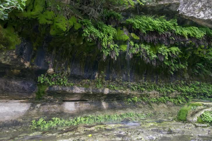 Wind blows the leaves on the side of this cliff as water pours down