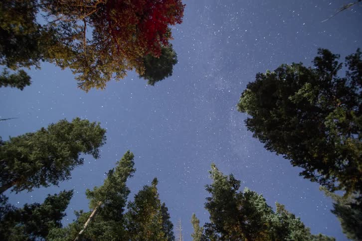 The stars move overhead with trees in the skyline