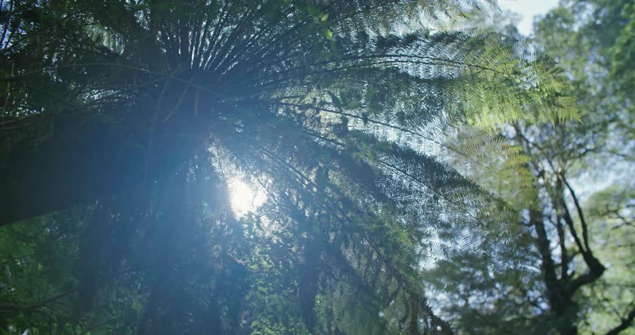 Sunlight peaks through treetops in the forest