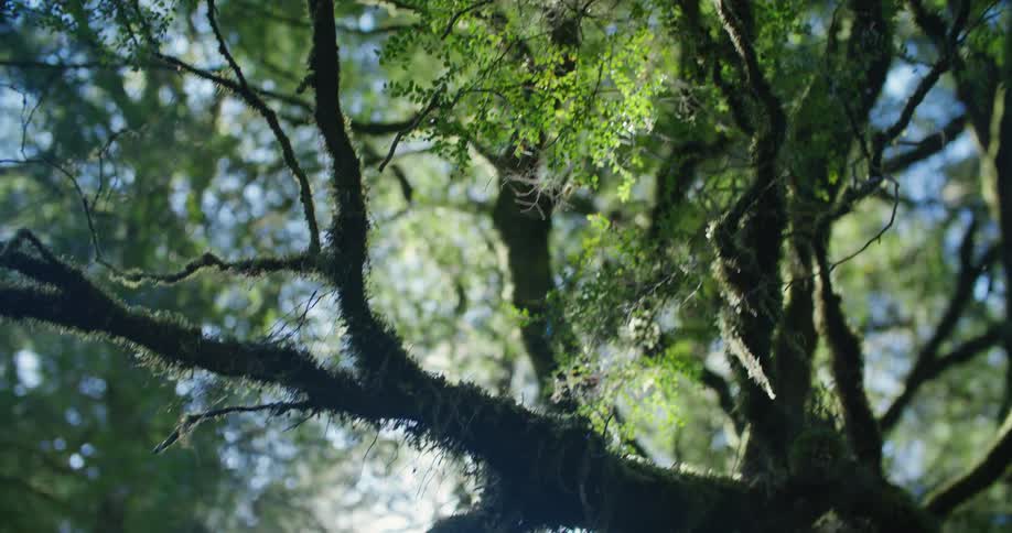 Tall and wide trees fill a forest
