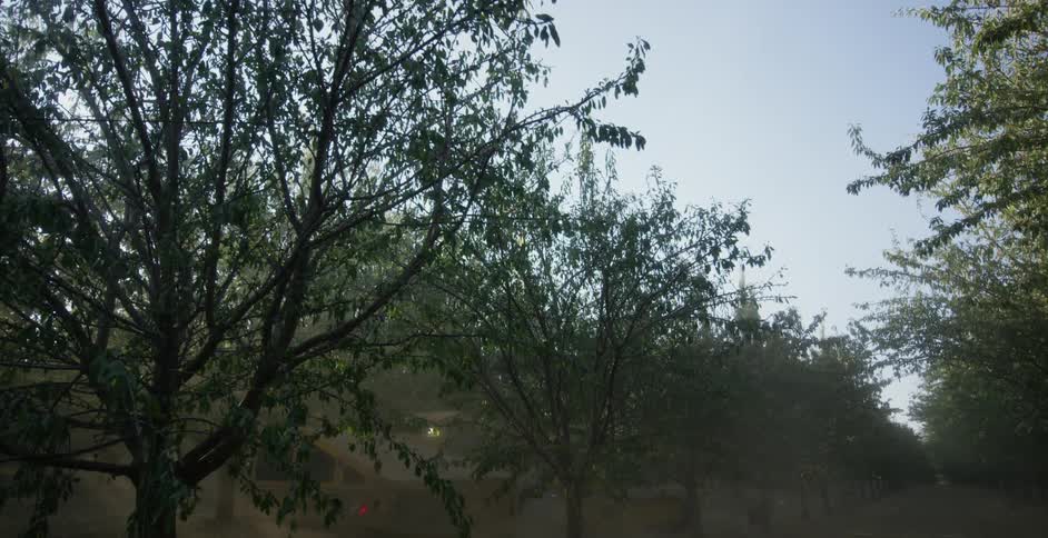 A grove of trees is shown with a path between two rows of them and a parked tractor behind one