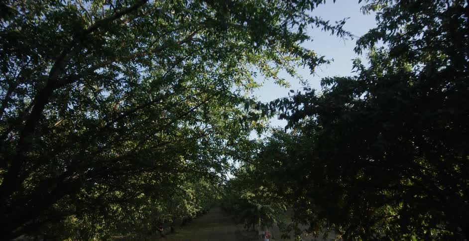 A dirt road runs through the woods