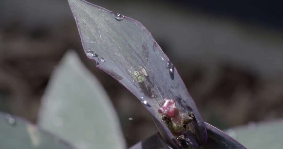 Dew clinging to a plant