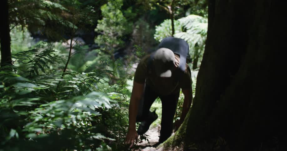 Hiker makes way up slope and passes large tree