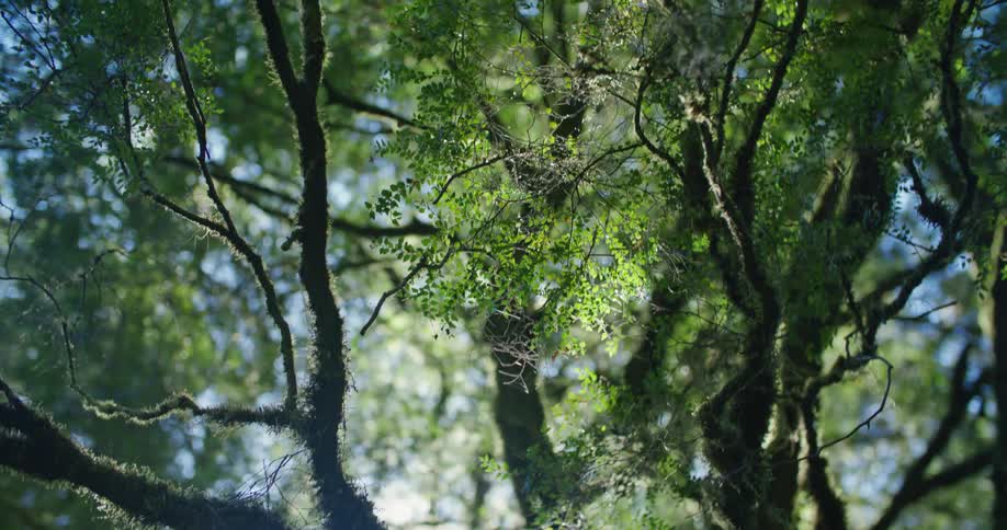 Green tree branches with moss on in the woods