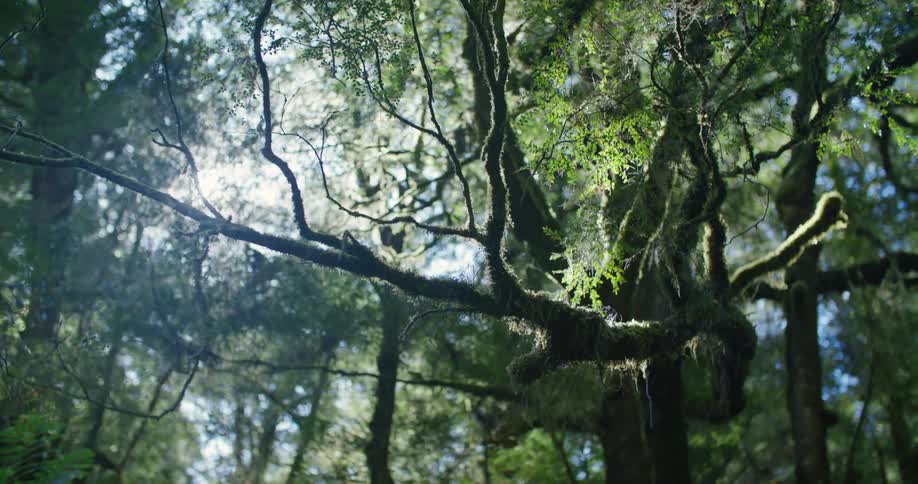 Insects buzz around a tree branch in the woods