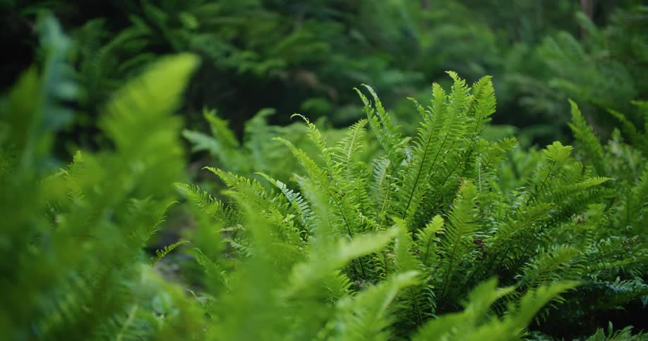 Ferns move as the wind blows through them