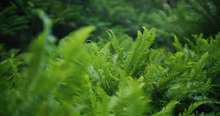 Green tree ferns in the forest