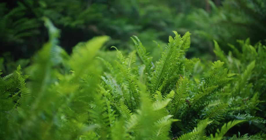 A breeze blowing through ferns growing in nature