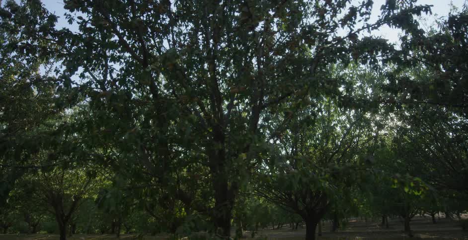 Trees in orchard are separated by wide bare ground on a sunny day