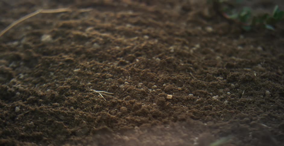 The wind blows the dirt on the ground