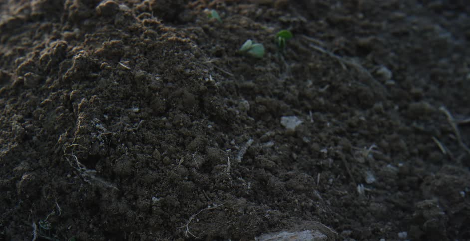 Strong winds push dirt in a field