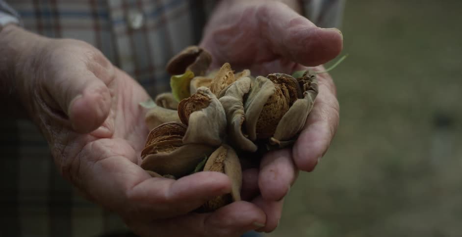 An elderly farmer holding crops in the palms of his hands