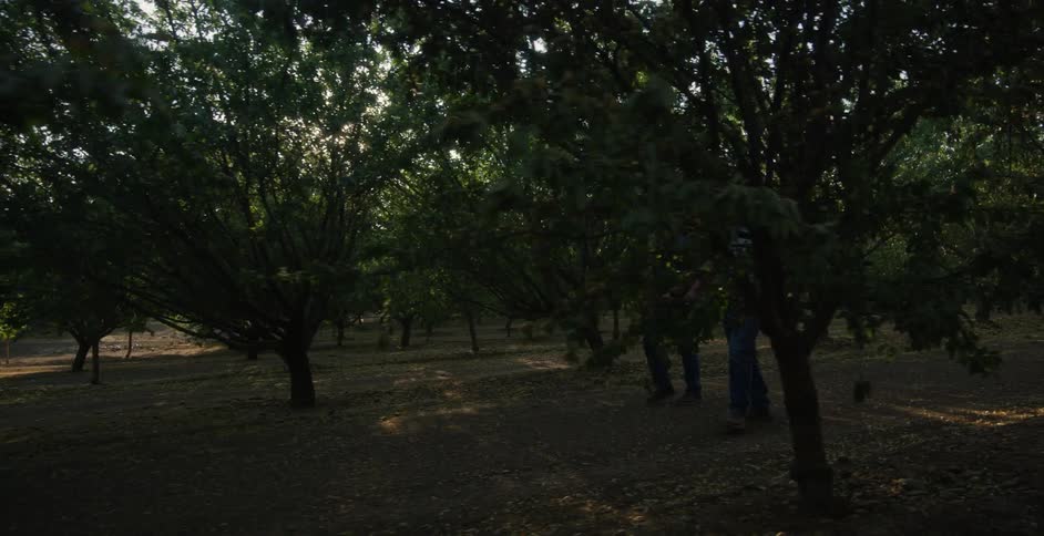 Two male farmers walking through a tree orchard