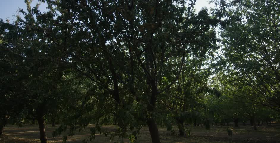 Wide bare ground separates orchard trees on a sunny day