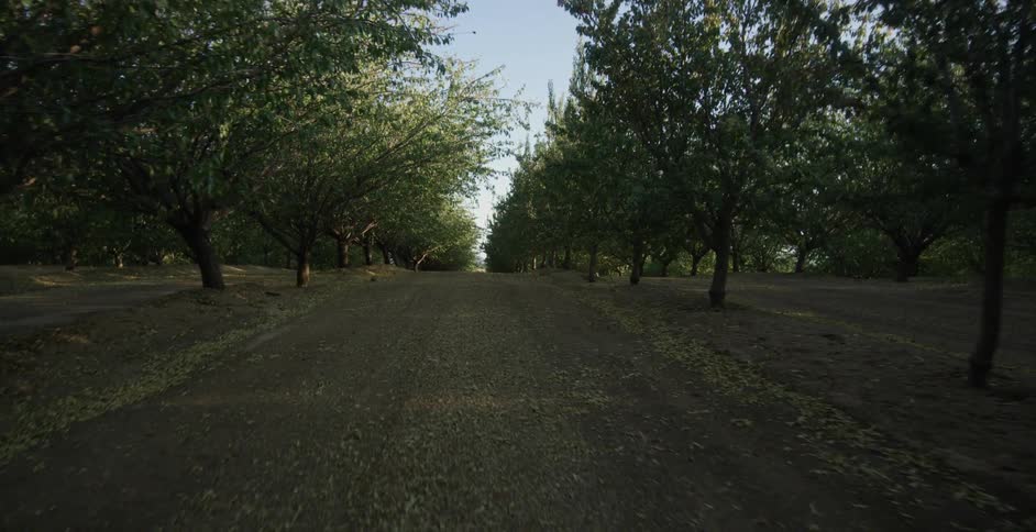 Rows of trees growing in an orchard