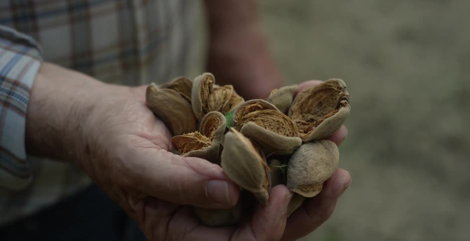 A farmer holding seeds in the palm of his outstretched hand